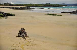 iguana marina che cammina sulla spiaggia foto