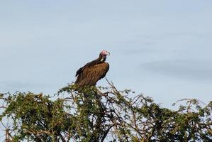 avvoltoio nell'albero foto