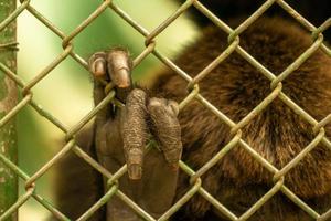 la mano di una scimmia dietro le sbarre in uno zoo foto