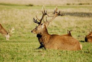 cervi selvatici in un parco foto