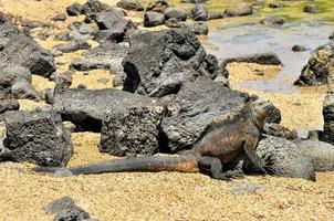 iguana marina, ecuador foto