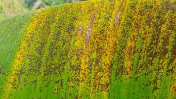 texture foglia di banana verde e marrone