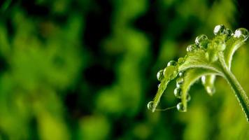 goccia d'acqua sulla foglia verde foto