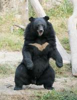 orso nero asiatico foto