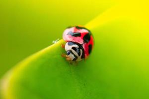 foto ravvicinata di un bellissimo insetto appollaiato su una foglia