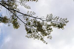 ramo di un' alto albero contro un' sfondo di blu cielo. foto