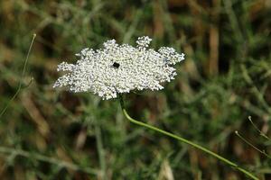 verde impianti e fiori vicino su. astratto naturale sfondo fatto di impianti e fiori. foto