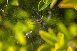 poco ragno nel natura foto