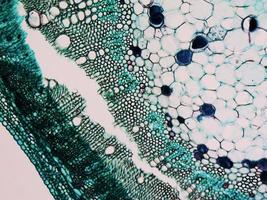micrografia del gambo di cotone