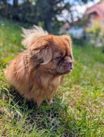 carino poco Marrone cane ritratto giocando nel il verde gras a parco foto