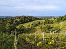 bellissimo verde paesaggio, vigneti e case a clenice, Croazia, hrvatsko zagorje, agricolo campagna foto