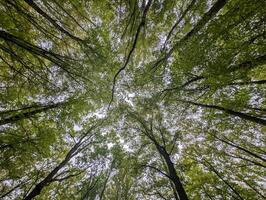 bellissimo verde foresta scenario, natura sfondo, le foglie e fogliame, di stagione modello, ambiente foto