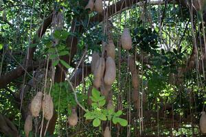 l'albero del pane nel un' città parco nel Israele. foto