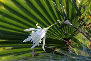 verde impianti e fiori vicino su. astratto naturale sfondo fatto di impianti e fiori. foto