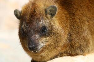 il hyrax bugie su caldo pietre riscaldato di il sole. foto