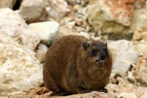 il hyrax bugie su caldo pietre riscaldato di il sole. foto