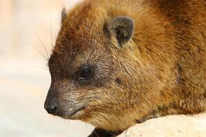 il hyrax bugie su caldo pietre riscaldato di il sole. foto