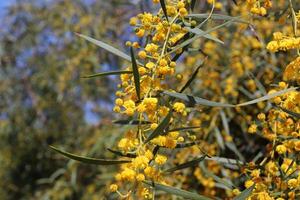 verde impianti e fiori vicino su. astratto naturale sfondo fatto di impianti e fiori. foto