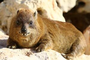 il hyrax bugie su caldo pietre riscaldato di il sole. foto