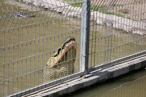 un' coccodrillo vite nel un' asilo nel settentrionale Israele. foto