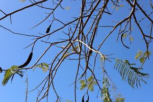 ramo di un' alto albero contro un' sfondo di blu cielo. foto