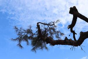 ramo di un' alto albero contro un' sfondo di blu cielo. foto