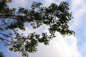 ramo di un' alto albero contro un' sfondo di blu cielo. foto