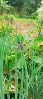 orientale Pondhawk, eritema semplicicoli, libellule durante il giorno foto