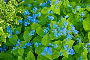 blu primavera fiori. myosotis sylvatica primavera fioritura stagione. floreale sfondo foto