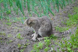 carino grigio gatto a piedi nel il giardino letti foto