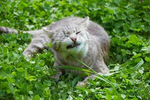 carino grigio gatto mangia, rosicchia erba nel verde trifoglio avvicinamento foto