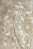 delicato morbido bianca fiori avvicinamento, ai foto