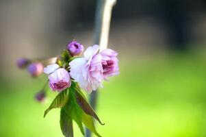 primavera bandiera con rami di fioritura sakura foto