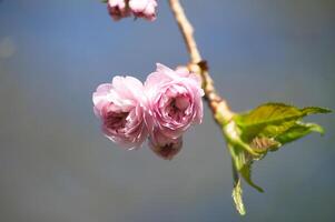 primavera bandiera con rami di fioritura sakura foto