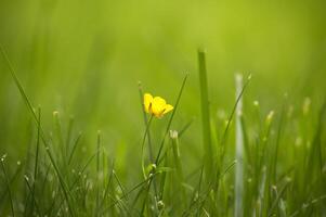 giallo ranuncolo fiore contrasto con verde lussureggiante ambiente foto