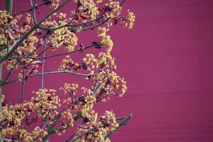 rosso acero femmina albero coperto con piccolo giallo fiori foto