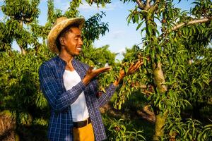 ritratto di afroamericano contadino nel il suo frutteto. lui è coltivando prugna. foto