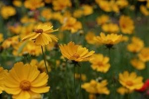 giardino margherita gialla foto