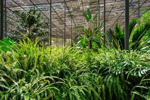 il freddo Casa estufa fria è un' serra con giardini, stagni, impianti e alberi nel Lisbona, Portogallo foto