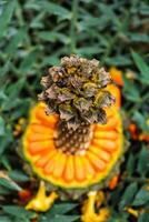 encephalartos orrido alias orientale capo blu cycad cono foto