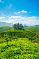 tè piantagioni. Munnar, Kerala, India foto