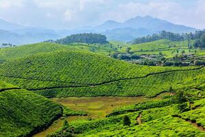 tè piantagioni. Munnar, Kerala, India foto