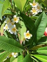 fiori colorati subtropicali di plumeria bianchi e gialli sullo sfondo dell'albero in crescita.