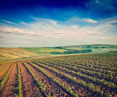 rotolamento i campi di moravia foto