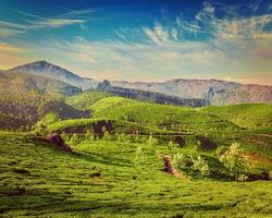 piantagioni di tè verde a Munnar, Kerala, India foto