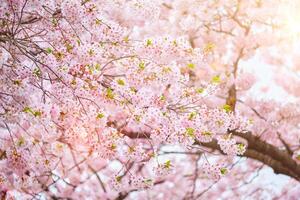fioritura sakura ciliegia fiorire foto