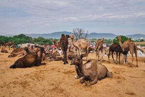 cammelli a pushkar mela pushkar cammello giusto , India foto