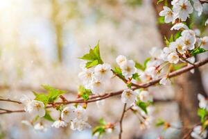 fioritura sakura ciliegia fiorire foto