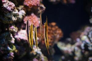 pesce spada eolisco strigato pesce nel mare foto