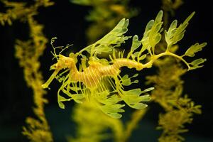 frondoso drago marino ficodurus eque pesce subacqueo foto